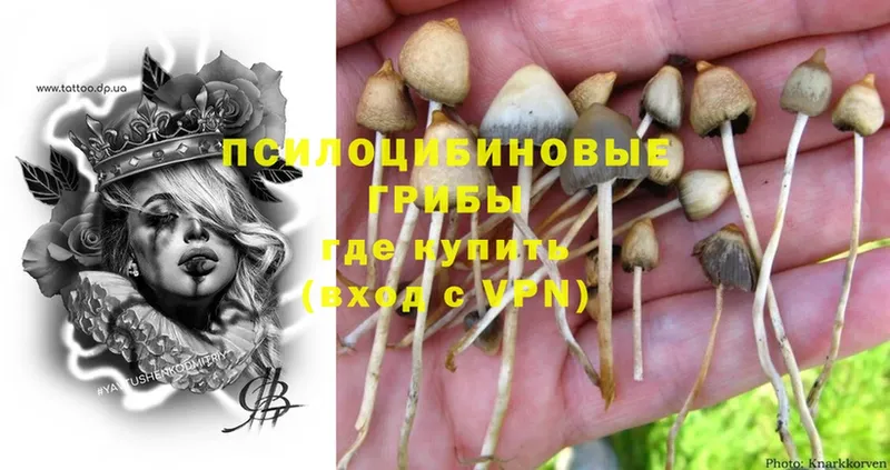 Псилоцибиновые грибы MAGIC MUSHROOMS  продажа наркотиков  Славгород 